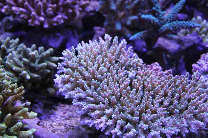 coral-lab blog
