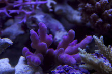 $coral-lab blog