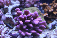 coral-lab blog