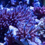 corallab20150810-70