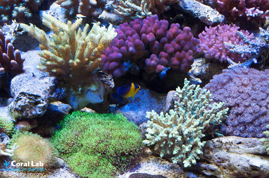 週末は状態最高の珊瑚が充実したコーラルラボへ！水換え不要、初心者でも簡単にミドリイシが飼育できるオーバーフロー水槽がいよいよ登場！ | コーラルラボ