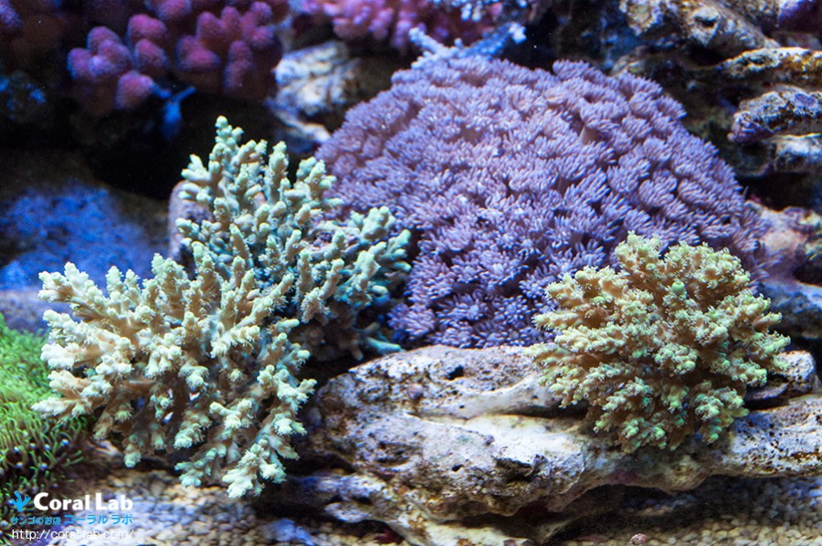 週末は状態最高の珊瑚が充実したコーラルラボへ！水換え不要、初心者でも簡単にミドリイシが飼育できるオーバーフロー水槽がいよいよ登場！ | コーラルラボ
