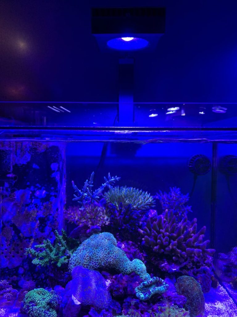 Red Sea Reef LED90 在庫ございます！ | コーラルラボ