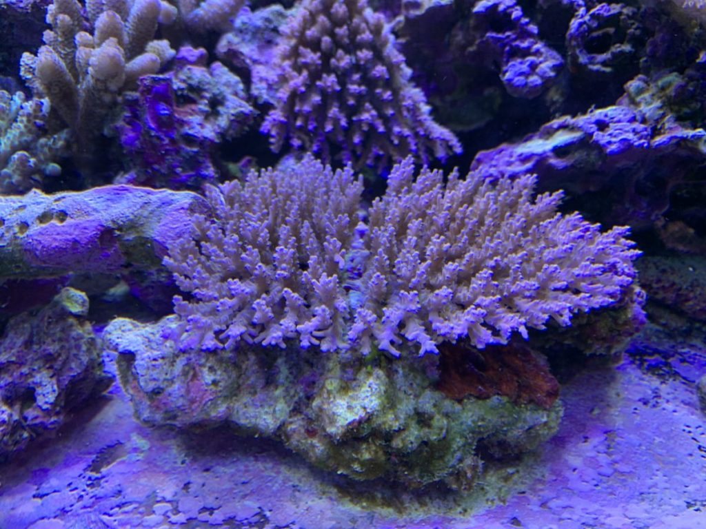 ドーシングポンプの新商品が出るそうです コーラルラボ