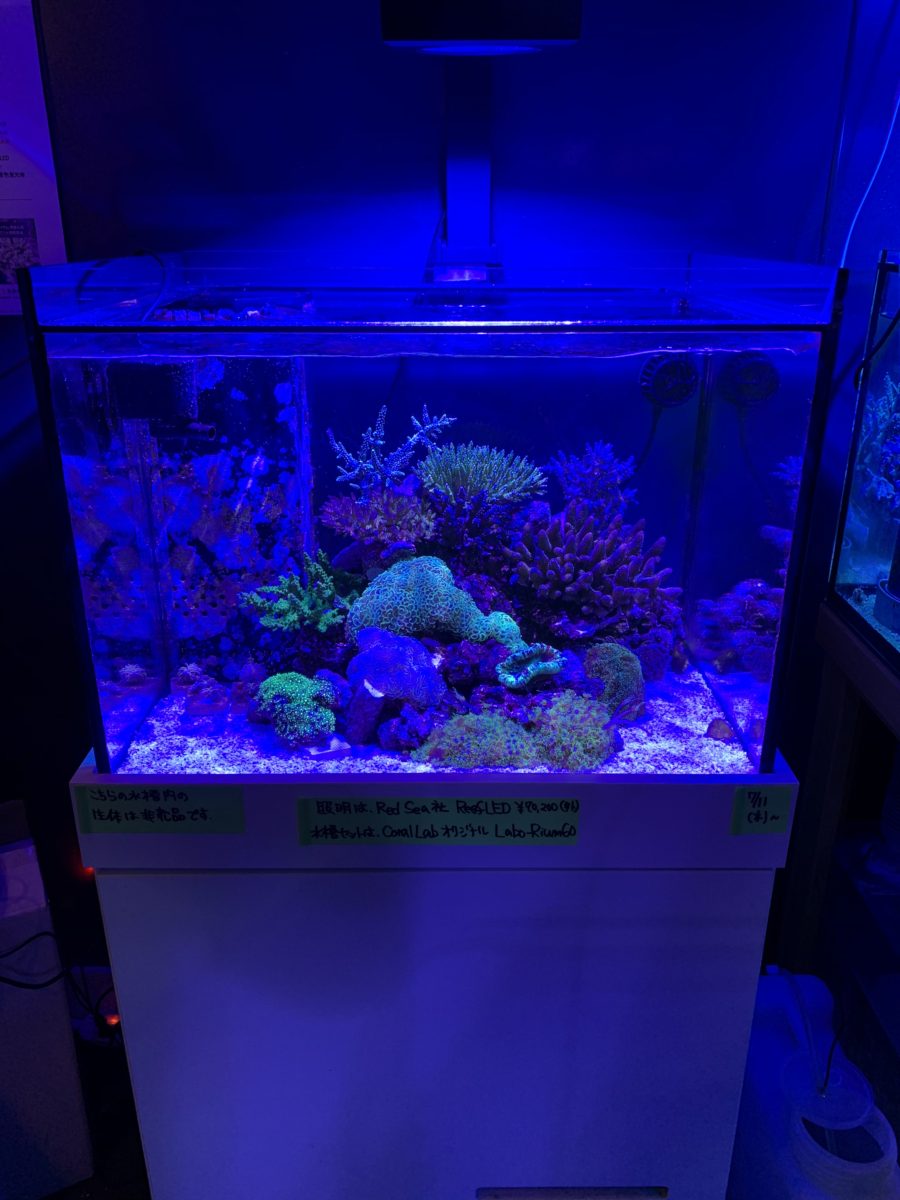 Red Sea Reef LED90 在庫ございます！ | コーラルラボ
