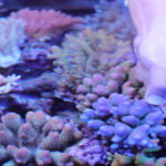 パーソナルアクアリウムショップ