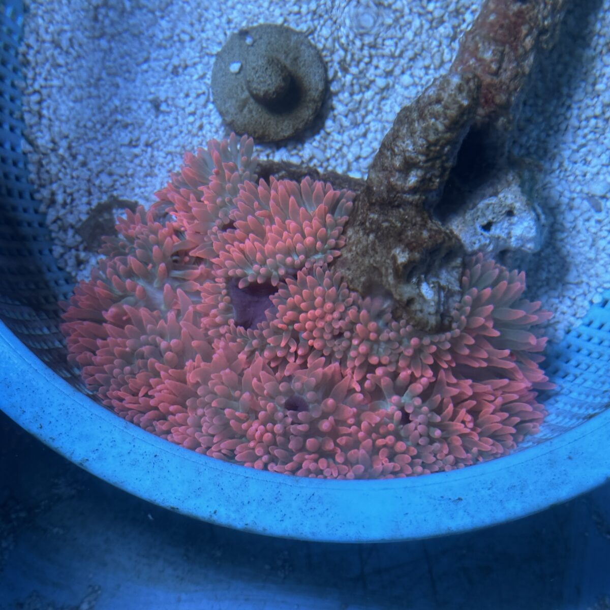 コーラルラボ | 珊瑚飼育に関する専門知識と実績が豊富なマリン ...