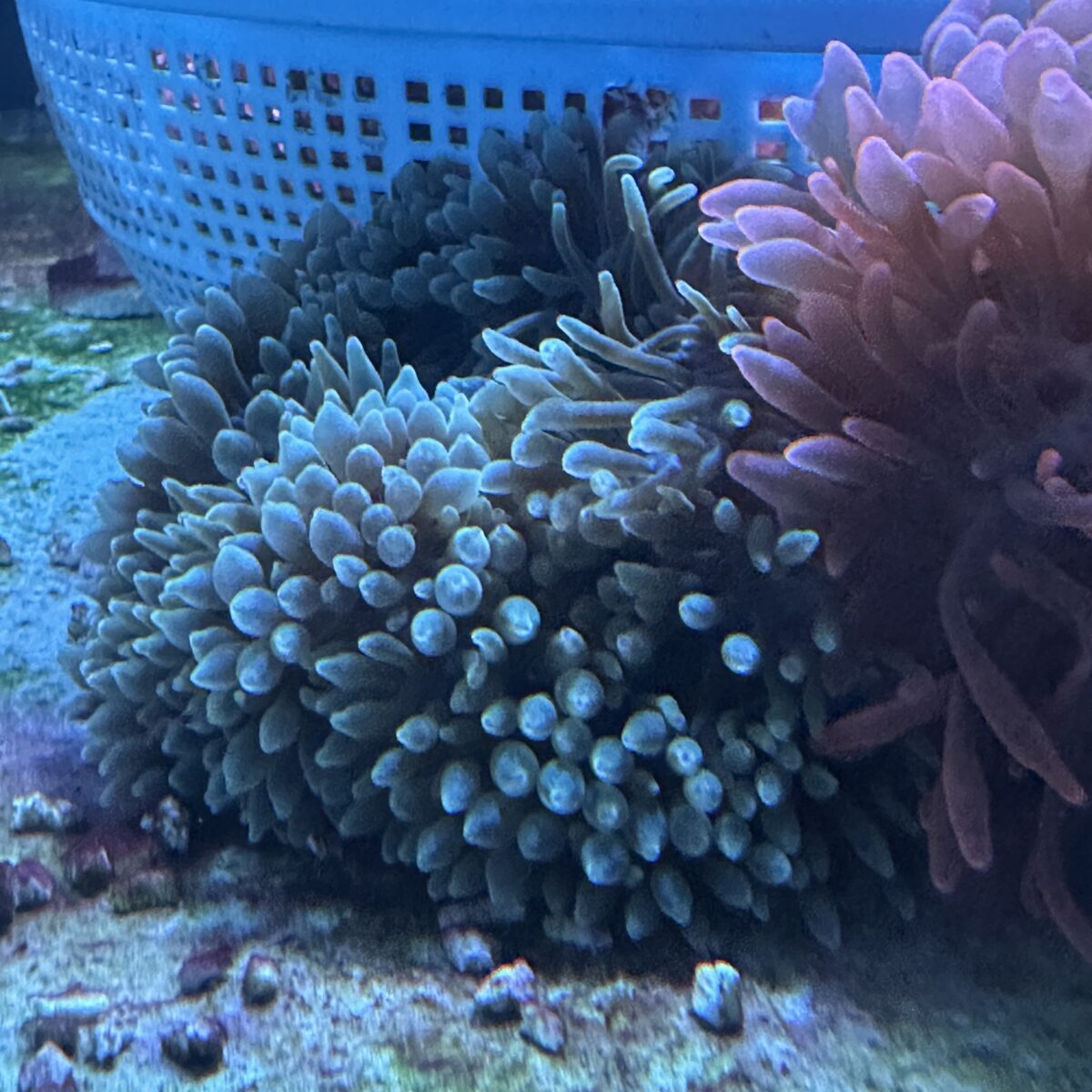 コーラルラボ | 珊瑚飼育に関する専門知識と実績が豊富なマリン 