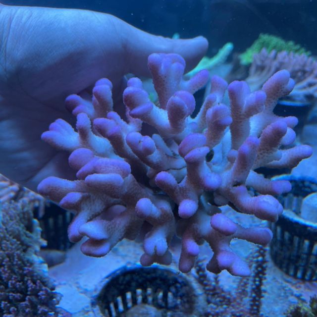 コーラルラボ 現地直送によるオリジナル珊瑚やイソギンチャクの販売 珊瑚飼育に関する専門知識と実績が豊富なマリンアクアリウムのプロショップ